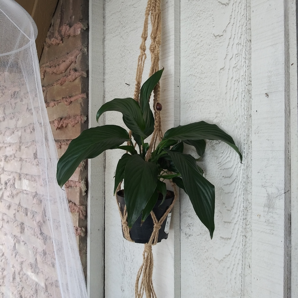 Three Macramé Plant Hangers Boho Brown Wooden Beads